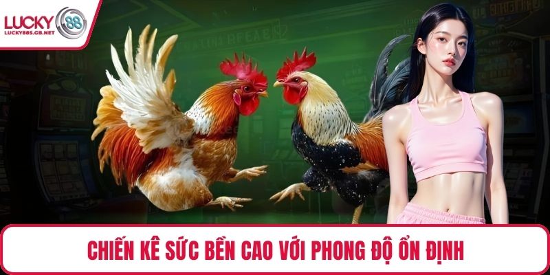 Chiến kê sức bền cao với phong độ ổn định