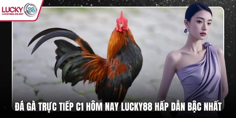 Đá gà trực tiếp C1 hôm nay lucky88