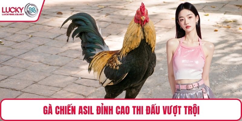 Gà chiến Asil đỉnh cao thi đấu vượt trội