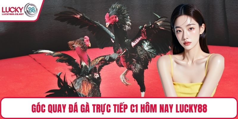 Góc quay đá gà trực tiếp C1 hôm nay Lucky88