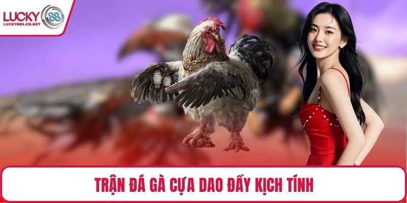 Trận đá gà cựa dao đầy kịch tính