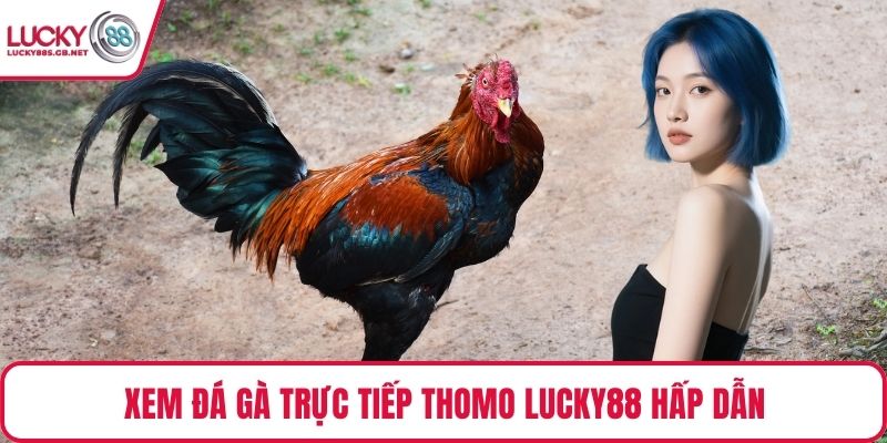 Xem đá gà trực tiếp thomo Lucky88 hấp dẫn